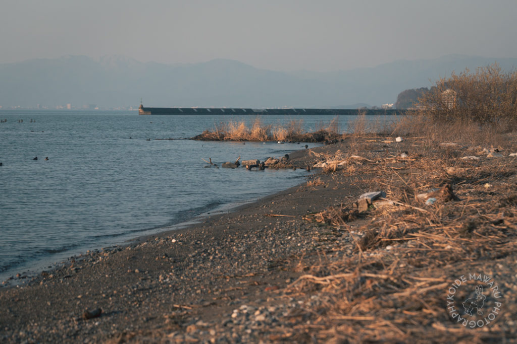 琵琶湖湖畔のオオバン